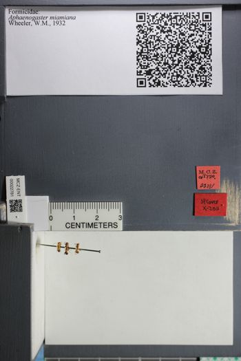 Media type: image;   Entomology 22781